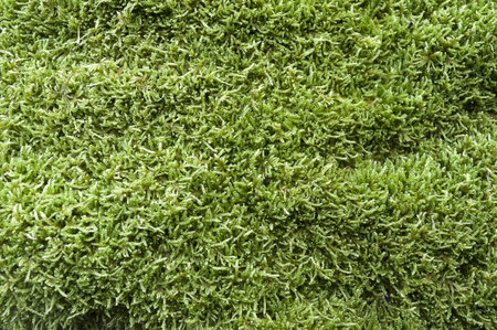 moss green as the backgroundの写真素材