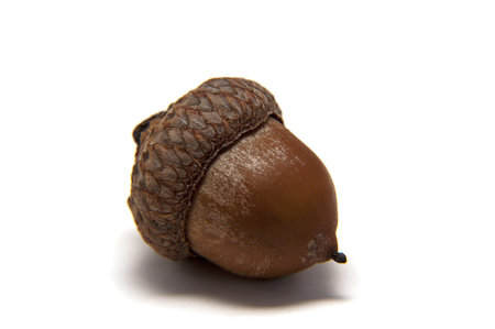 one acorn on white backgroundの写真素材