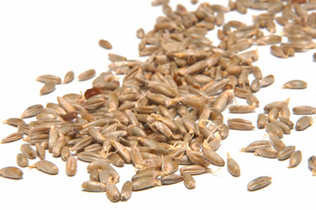 sprouted grains of wheat on a white backgroundの写真素材