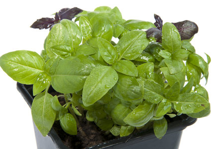 basil in a pot on a white backgroundの写真素材