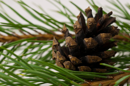 A close-up cone with pine's branch and green spikes on the white background