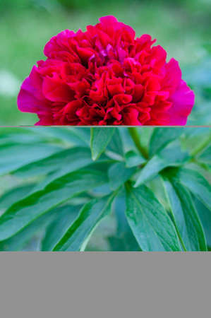 A blooming red peony with green leavesの写真素材