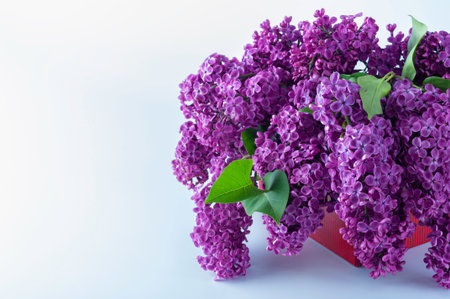 A bouquet of lilac flowersの写真素材