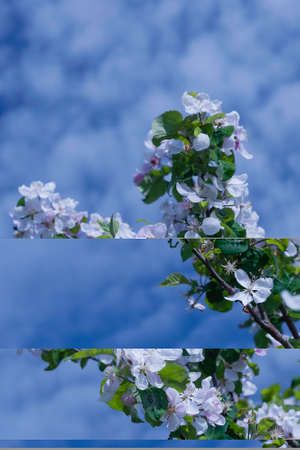 blooming apple tree on a background of blue skyの写真素材