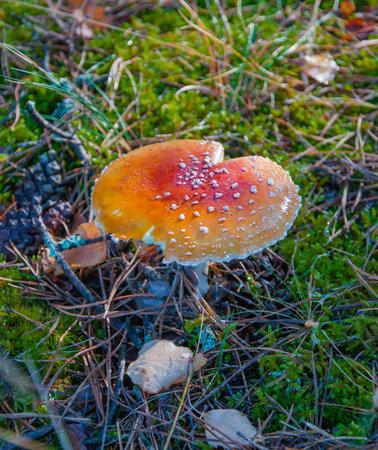 red fly agaric in the forestの写真素材