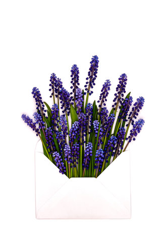 bouquet of muscari flowers in an envelope on a white backgroundの写真素材