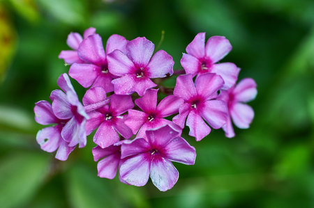Pink Phlox flower - genus of flowering herbaceous plants.jの写真素材