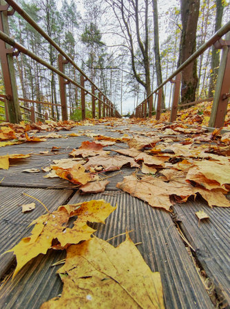 Autumn Yellow Leaves On The Pathの写真素材