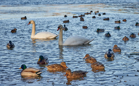 A Swan and a Duck swimming on a Lakeの写真素材