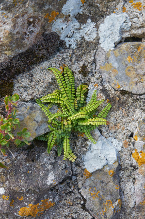 Fern growing on stonesの写真素材
