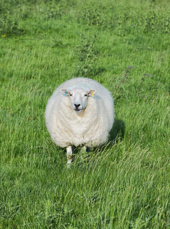 Sheep in a field of green grass on the island of Texelの写真素材