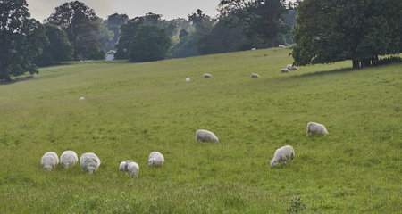 Sheep grazing in a meadow.の写真素材