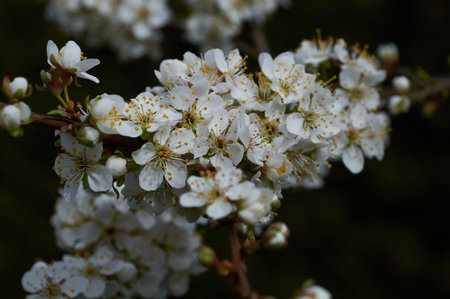 Branch cherry blossoms in springの写真素材