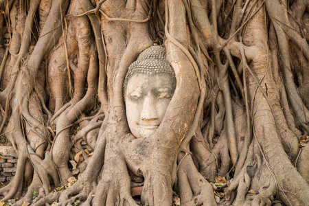 buddha head traped in the tree roots - Ayutthaya - Thailandの写真素材