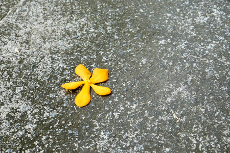 yellow flower on dark floorの写真素材