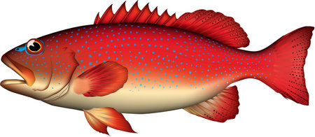 'Bluespotted grouper' illustration realistic. Vector EPS format.