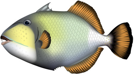 illustration Realistic of Titan triggerfish', vector EPS format.