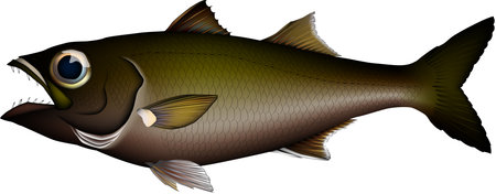 illustration Realistic of Gnomefish (Japanese bluefish, Bigeye)'. Vector EPS format.のイラスト素材