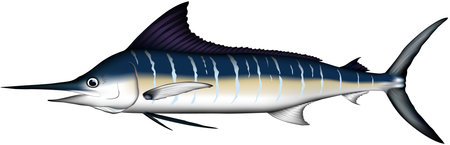 'striped marlin' real illustration vector EPS formatのイラスト素材