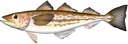 Fish illustration 'Alaska pollock (SUKETOUDARA)', vector format.