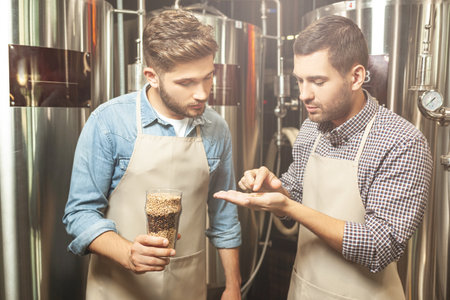 portrait of brewers looking at hop grains for beer production at breweryの写真素材