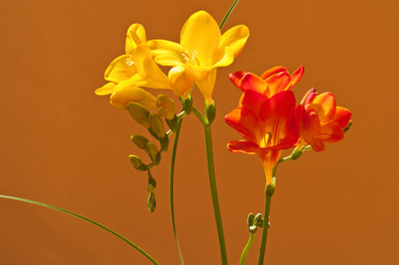 Freesia is a beautiful flowering plant, native to Africa.の写真素材