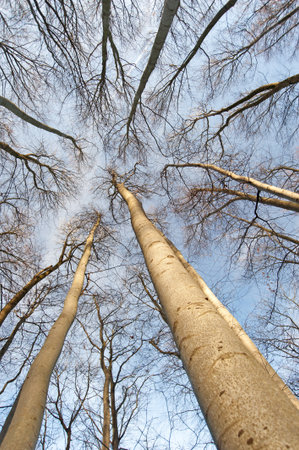 Trees in the winter