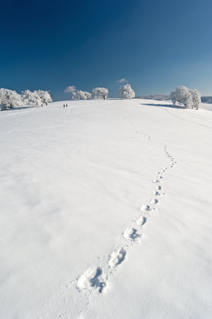 Winter in the Black Forestの写真素材