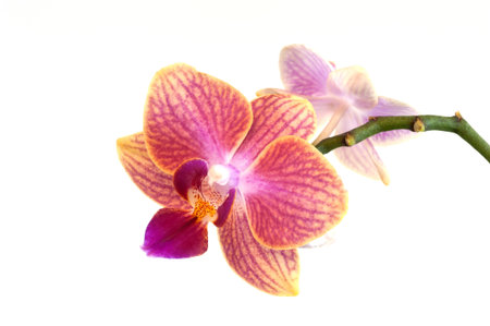 Phalaenopsis is an orchid genus. の写真素材
