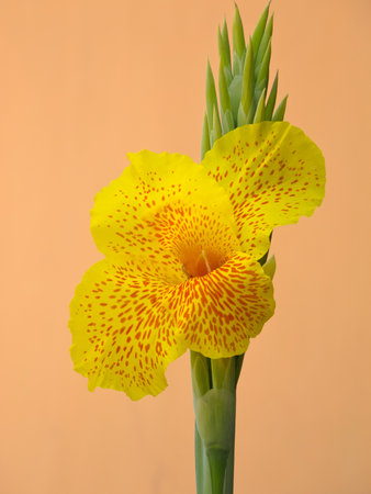 Canna plantの写真素材