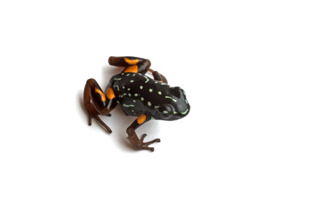 Brazil-nut poison frog (Adelphobates castaneoticus)の写真素材