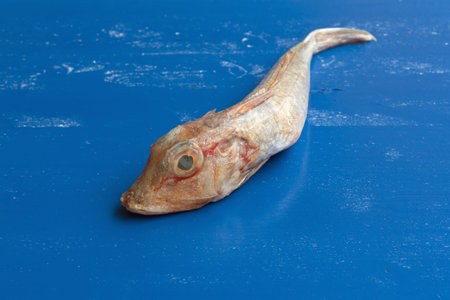 Sea robin (Triglidae)の写真素材