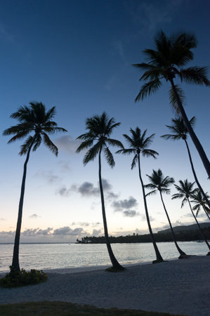 Tropical Caribbean beach at dawnの写真素材