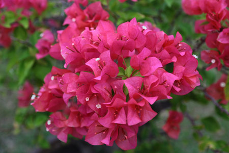 Pink flowers on the Bush.