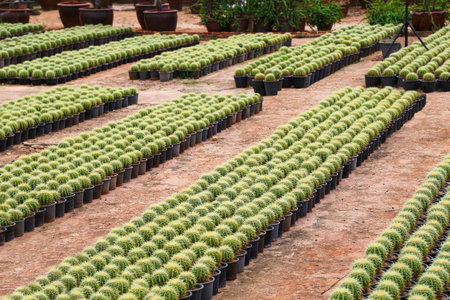 Cactus farm. Many rows of green cacti with thorns.
