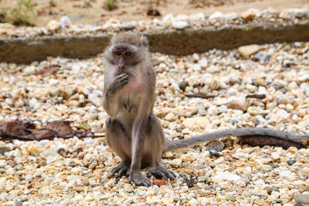 Monkey sitting on stones.