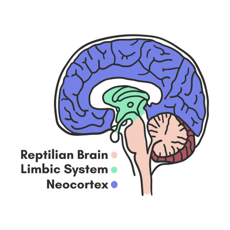 Parts of the brain educational scheme, vector illustration on white backgroundのイラスト素材