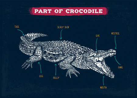 Crocodile vocabulary part of body vector illustrationのイラスト素材