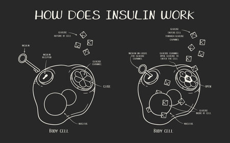 Hand drawn vector illustration explaining how does insulin work on black backgroundのイラスト素材