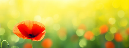 Red poppy in a field with green blurred bokeh backgroundの素材