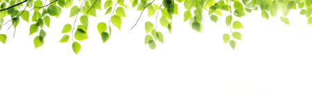 Green leaves hang over a white background bannerの素材