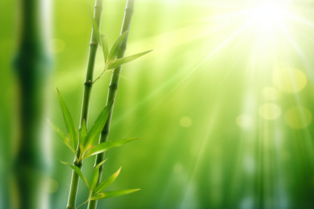Green bamboo trees against blue sunraysの素材