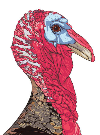 A turkey's head, captured in stunning detail vector illustrationのイラスト素材