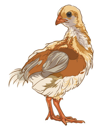 Vector illustration of a chicken standing on a white backgroundのイラスト素材