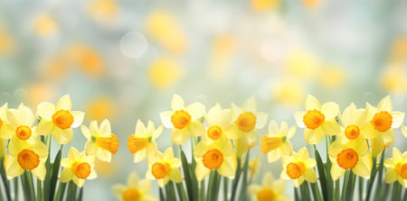 Yellow daffodils in front of a light background. Bokeh panoramaの素材
