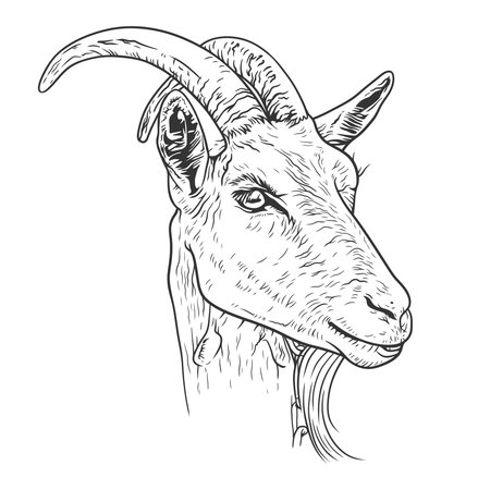 Goat head isolated on white background. Hand drawn vector illustration.のイラスト素材