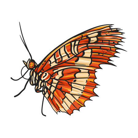 Orange butterfly with black stripes spreading its wings, showcasing its intricate patternsのイラスト素材