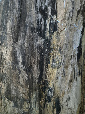 Aged Tree Bark with Unique Textures and Color Variations.の写真素材