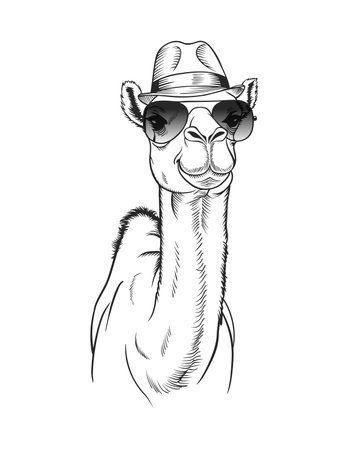 Stylish Camel in Fedora Hat and Aviator Sunglasses.のイラスト素材