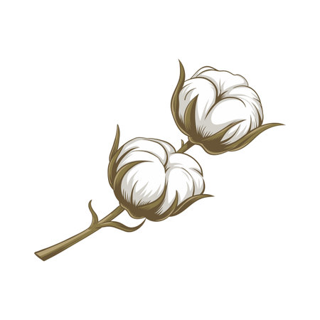 Two fluffy cotton bolls on a branch, ready for harvest. Soft, white fibers are clearly visible.のイラスト素材